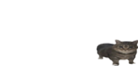 mikrotik emote