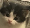 IWILLFINDYOU emote