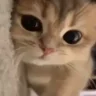 ebalo emote