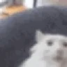 pg emote