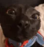 puh emote
