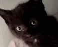 catBite emote