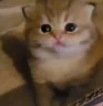strashno emote