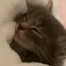 spat emote