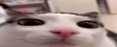 framerate emote