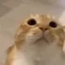 moo emote