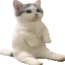 catpissingverycomfortable emote