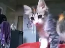 yo emote