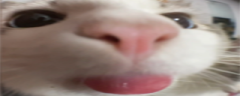 wideBleb emote