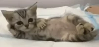 leju emote