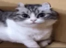 ((( emote