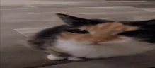 hyh emote