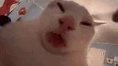 LIZUN emote