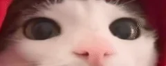 pwink emote