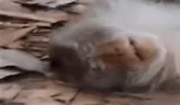 MUELTO emote