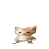 wawaBaby emote