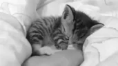 kittySleepy emote