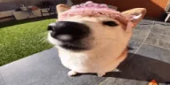 popipopipipopipo emote