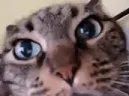 blya emote