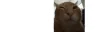 edgebuhg