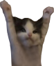 catHELP emote