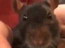 EW emote