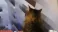 CatGamer