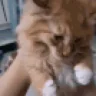 Drama emote