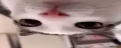 knilp emote