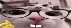 catNerd emote