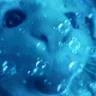 blub emote