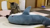 CATATTACKINGABLAHAJ emote