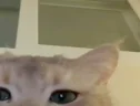 Yawn emote