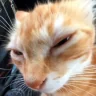 quh emote