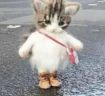 Bonita emote