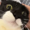 euh emote