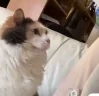 PetMe emote