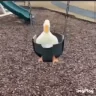 DuckSwing emote