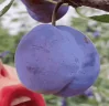 PLUMMING emote