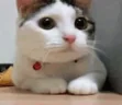 NONO emote