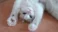 PAWS