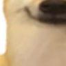 SmileDog3 emote