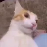 QueCojonesMiau emote