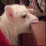 nhac emote