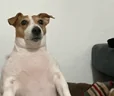 Bobik emote
