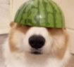 arbyznayakorka emote