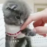 CatPlaying emote