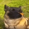 BeautifulDogWithTheButterflyOnItsNose emote