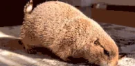 gottastretch emote