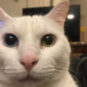 gato emote